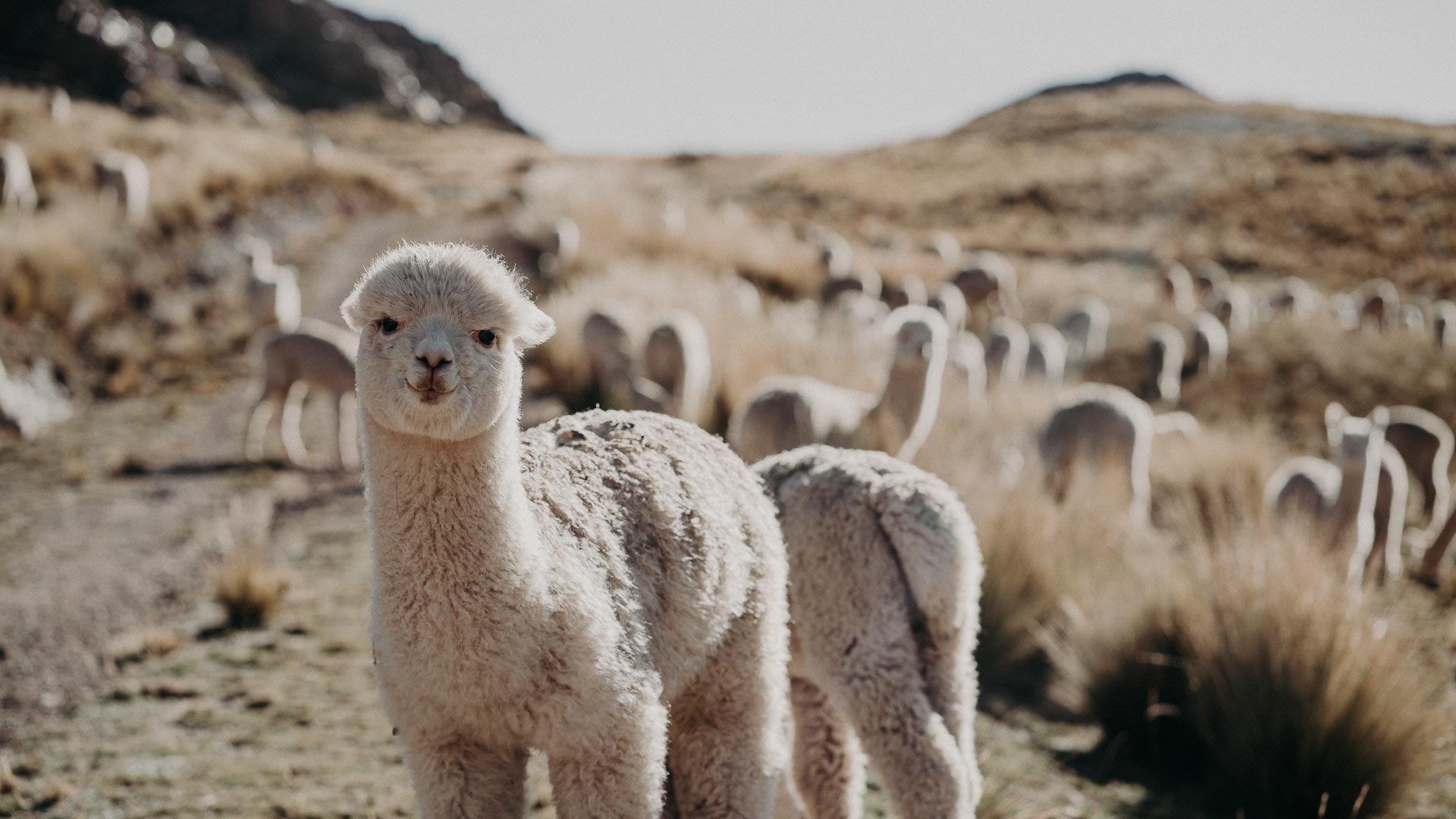 Merino Wool vs Alpaca Wool | What is the difference? Which one is better?