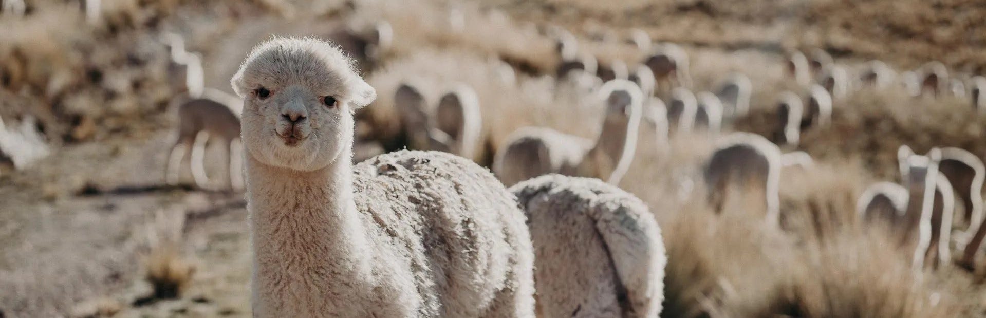 Comparing Natural Alpaca Wool vs. Synthetic Fiber Socks – Hollow Socks