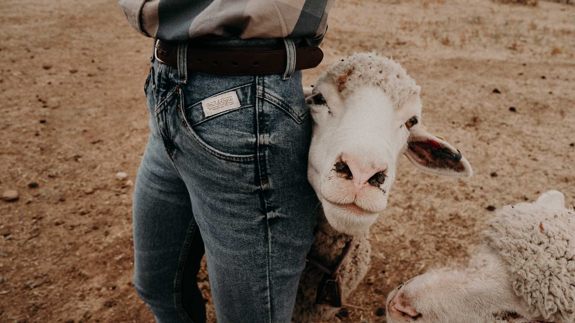 WHERE DOES MERINO WOOL COME FROM? – Baby in Merino