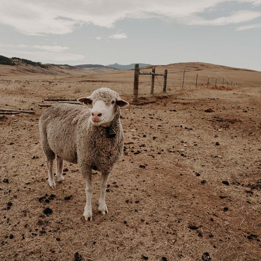 Merino Wool vs. Alpaca